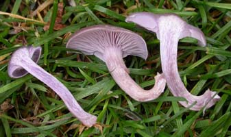 this cross-section reveals the broad gills and the young cap’s incurved margin. Laccaria amethystina.